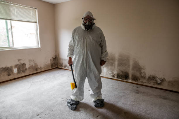 Best Attic Mold Removal  in North Sioux City, SD