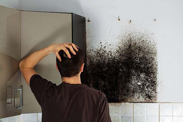 Best Same-Day Mold Removal  in North Sioux City, SD