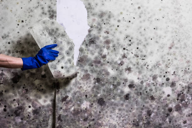 Trusted North Sioux City, SD Mold Removal Experts